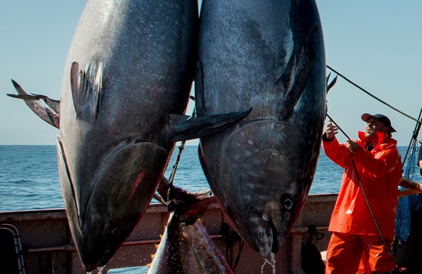 Cuándo y dónde se puede comprar atún de almadraba fresco? | Gadira
