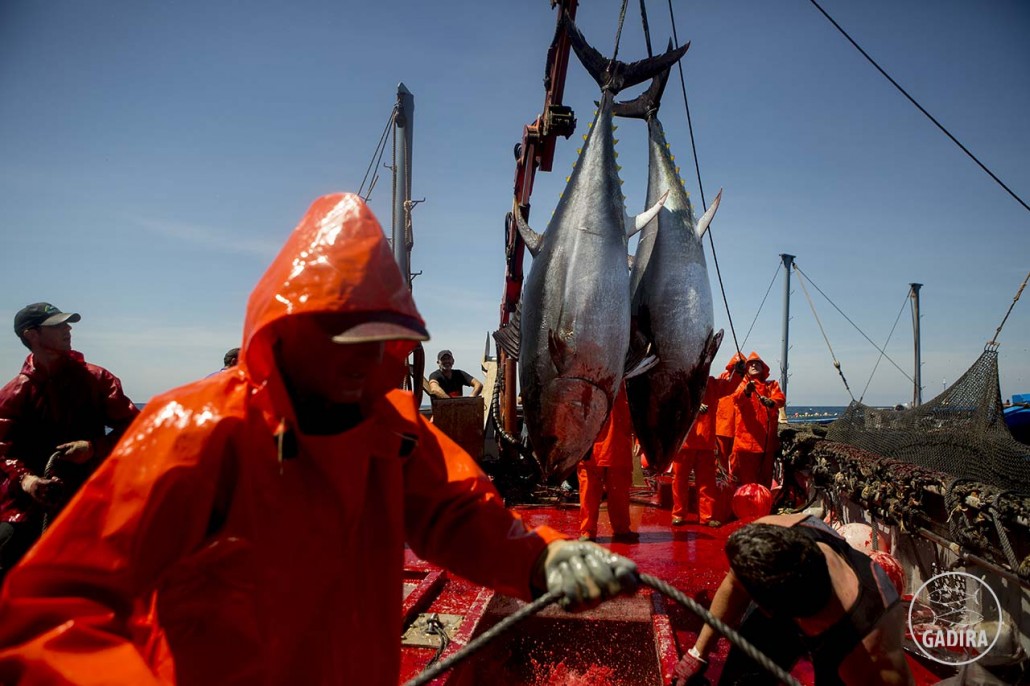 Levantá 2015 - GadiraAlmadrabas Gadira en plena faena pesquera