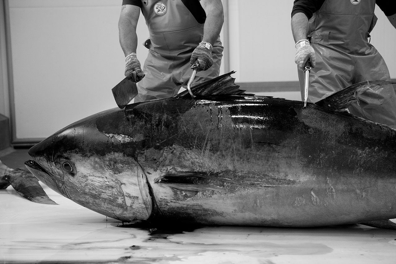 Ronqueo del atún rojo salvaje de almadraba